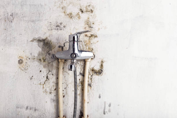 Reliable Russell, PA Mold Removal Solutions