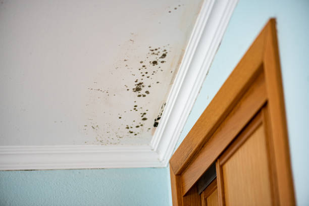 Best Local Mold Removal Service  in Russell, PA