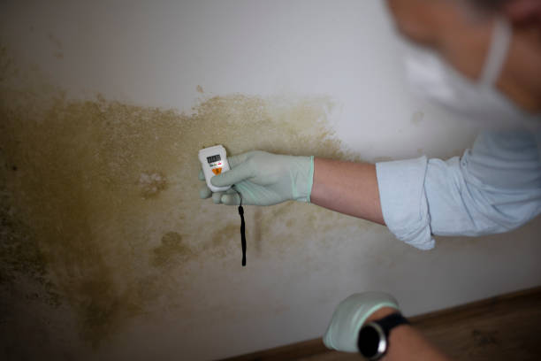 Best Certified Mold Removal  in Russell, PA