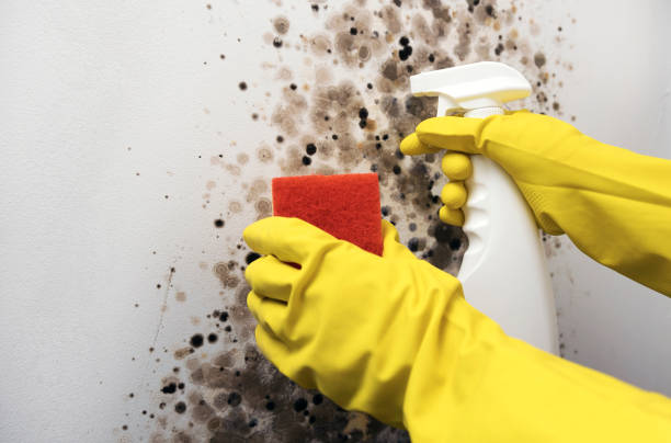 Best Attic Mold Removal  in Russell, PA