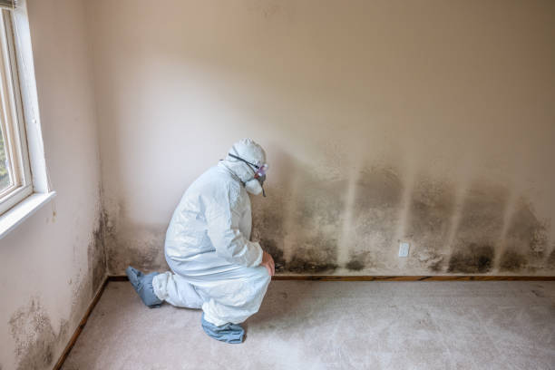 Attic Mold Removal in Russell, PA