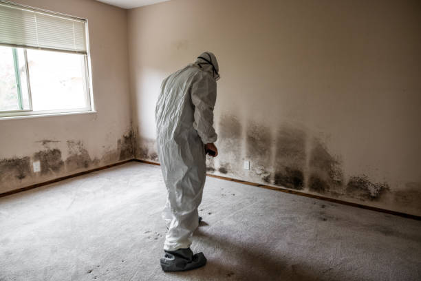 Best Mold Remediation  in Russell, PA
