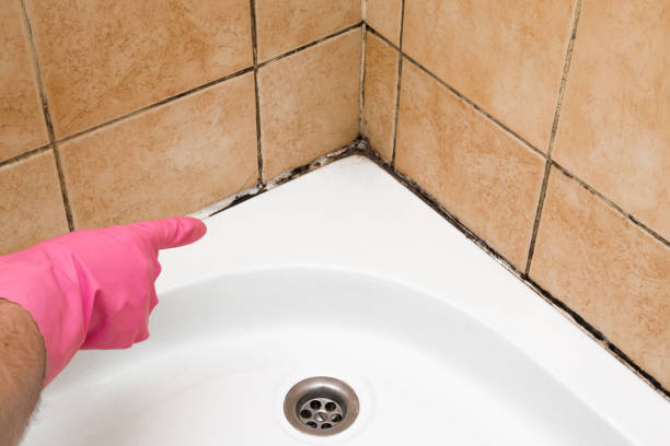 Best Residential Mold Removal  in Russell, PA